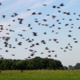 0508F 92 Voegel sammeln sich